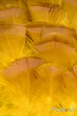Dindon bronze blanchi - 5-15 cm - jaune-caramel